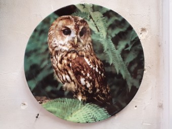 Porcelain Wedgewood Plate with Painted Owl